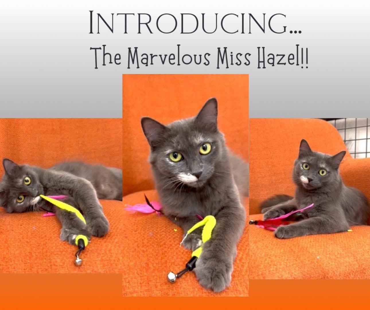 Hazel, a Adoptable Domestic Short Hair in Enfield, CT image 2/2