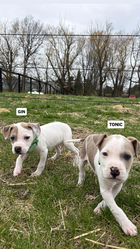 Enlarge Gin, a Adoptable mixed breed in Peoria, IL image 1/3