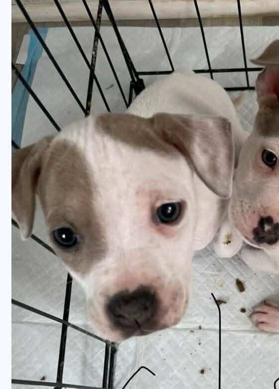 Enlarge Gin, a Adoptable mixed breed in Peoria, IL image 2/3