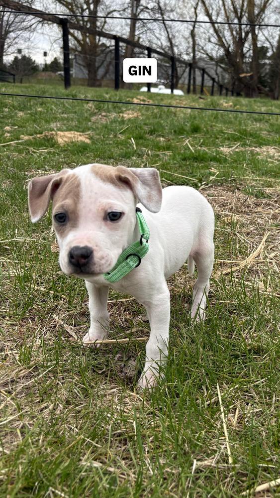 Enlarge Gin, a Adoptable mixed breed in Peoria, IL image 3/3