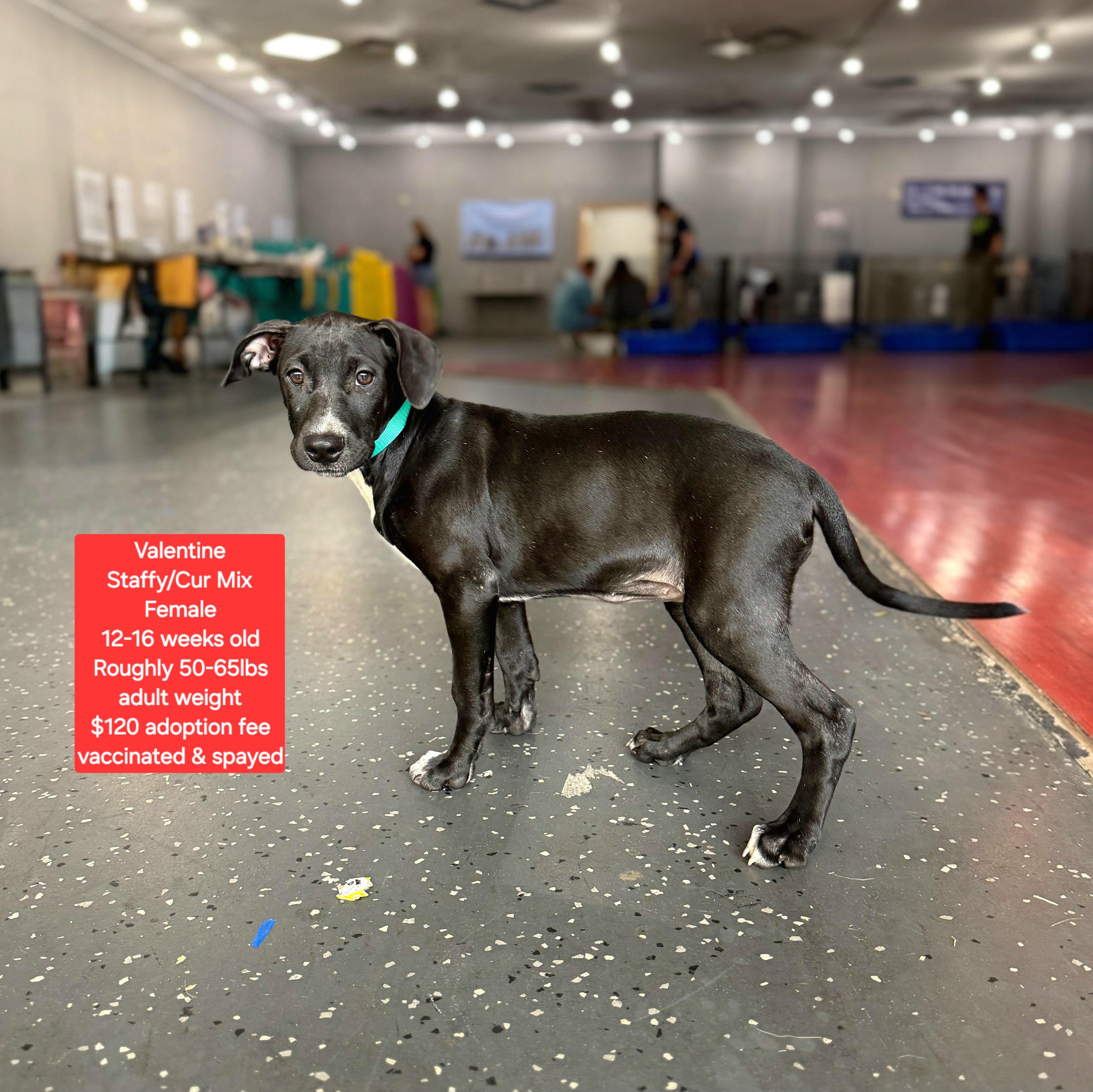 Valentine, ADOPTABLE, Puppy Female Black Mouth Cur & Staffordshire Bull Terrier.