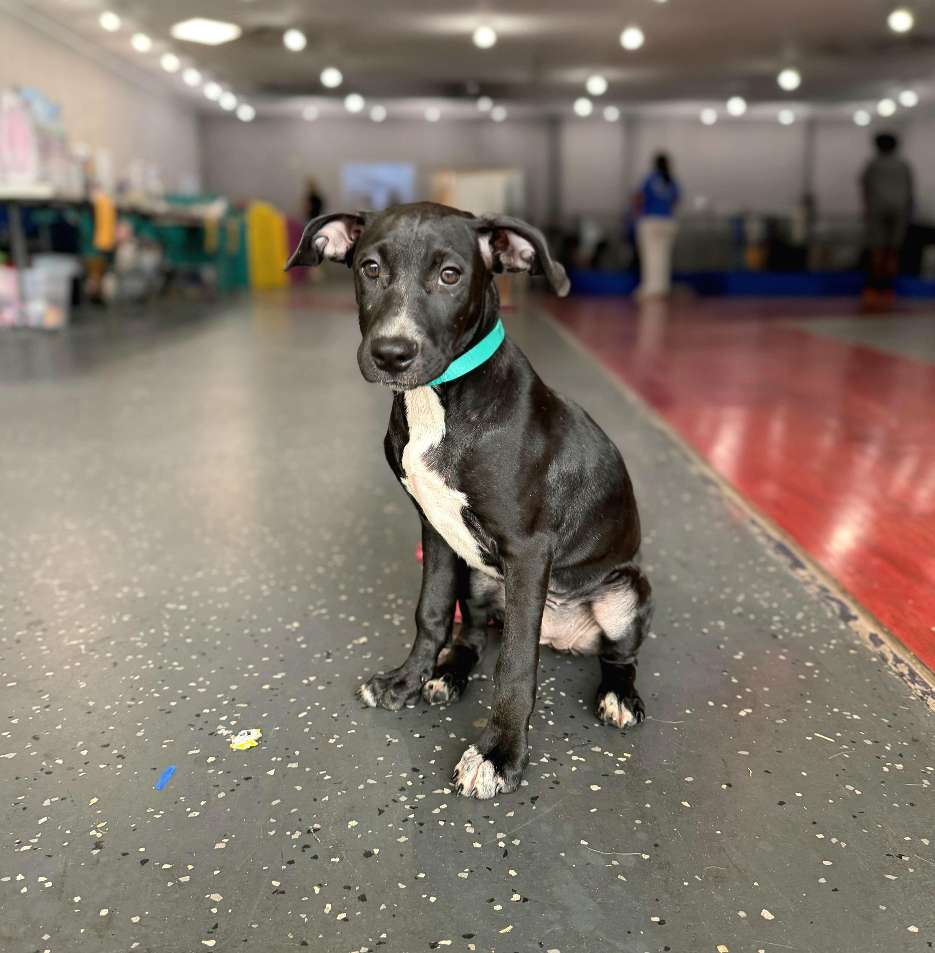 Enlarge Valentine, a ADOPTABLE mixed breed in Oviedo, FL image 2/2