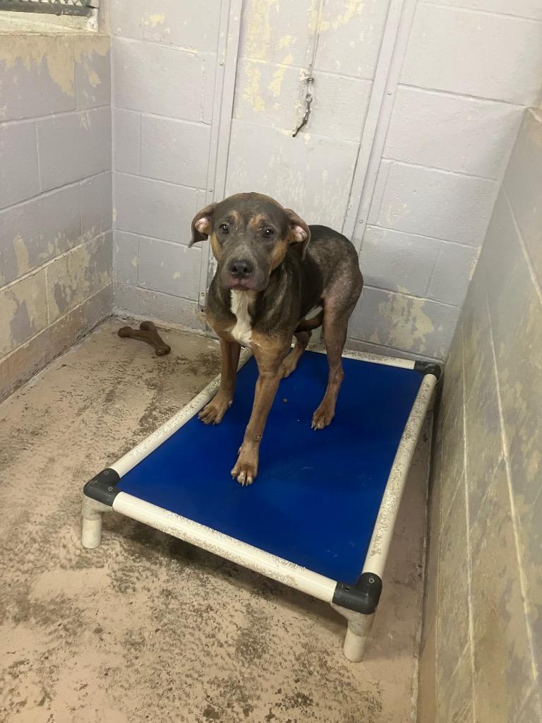 Enlarge Zippy, a Adoptable mixed breed in Troy, OH image 1/1