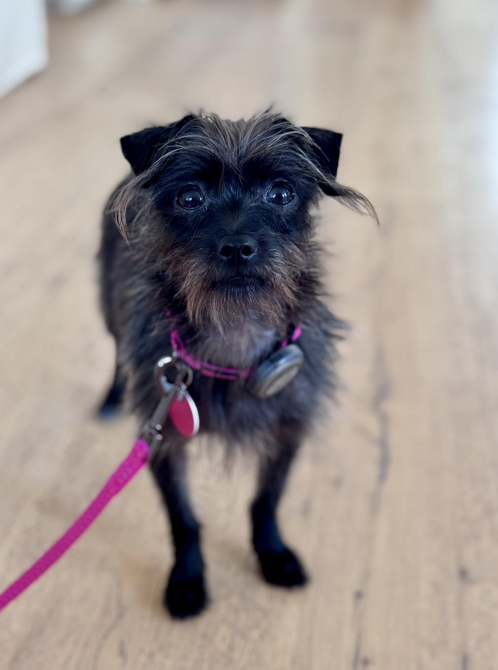 Lulu