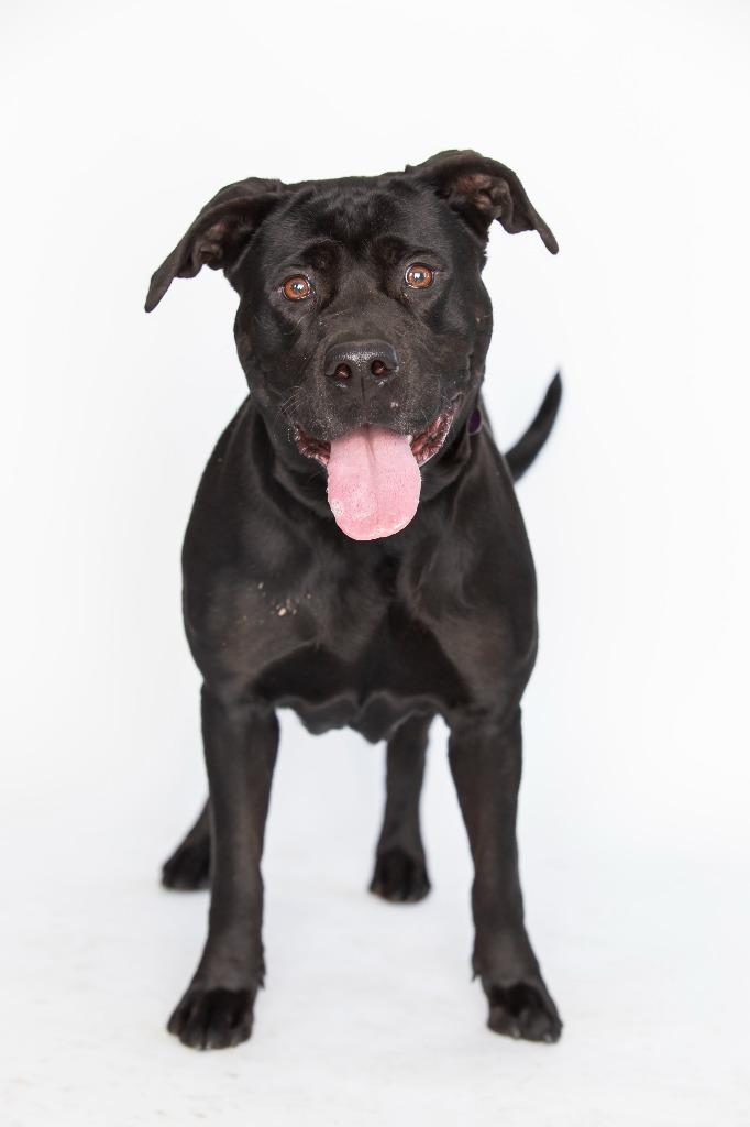 Boston, Adoptable, Adult Female Mixed Breed.