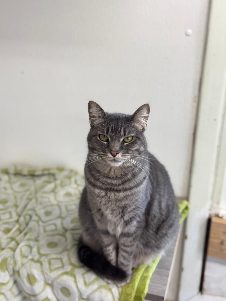 Enlarge Kiki, a Adoptable mixed breed in Hastings, NE image 1/1