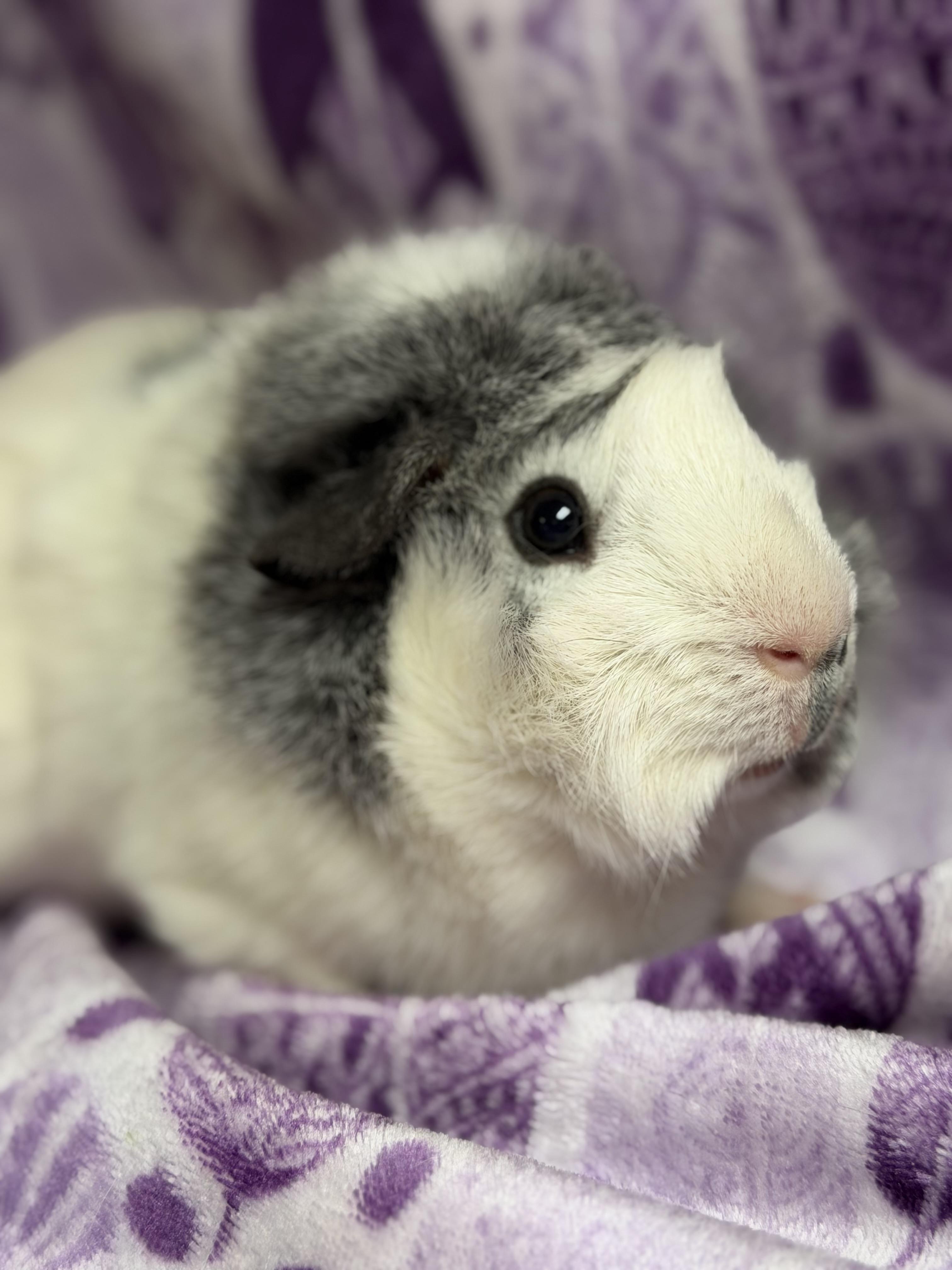 Bea, adopted, Adult Female Guinea Pig & Abyssinian.