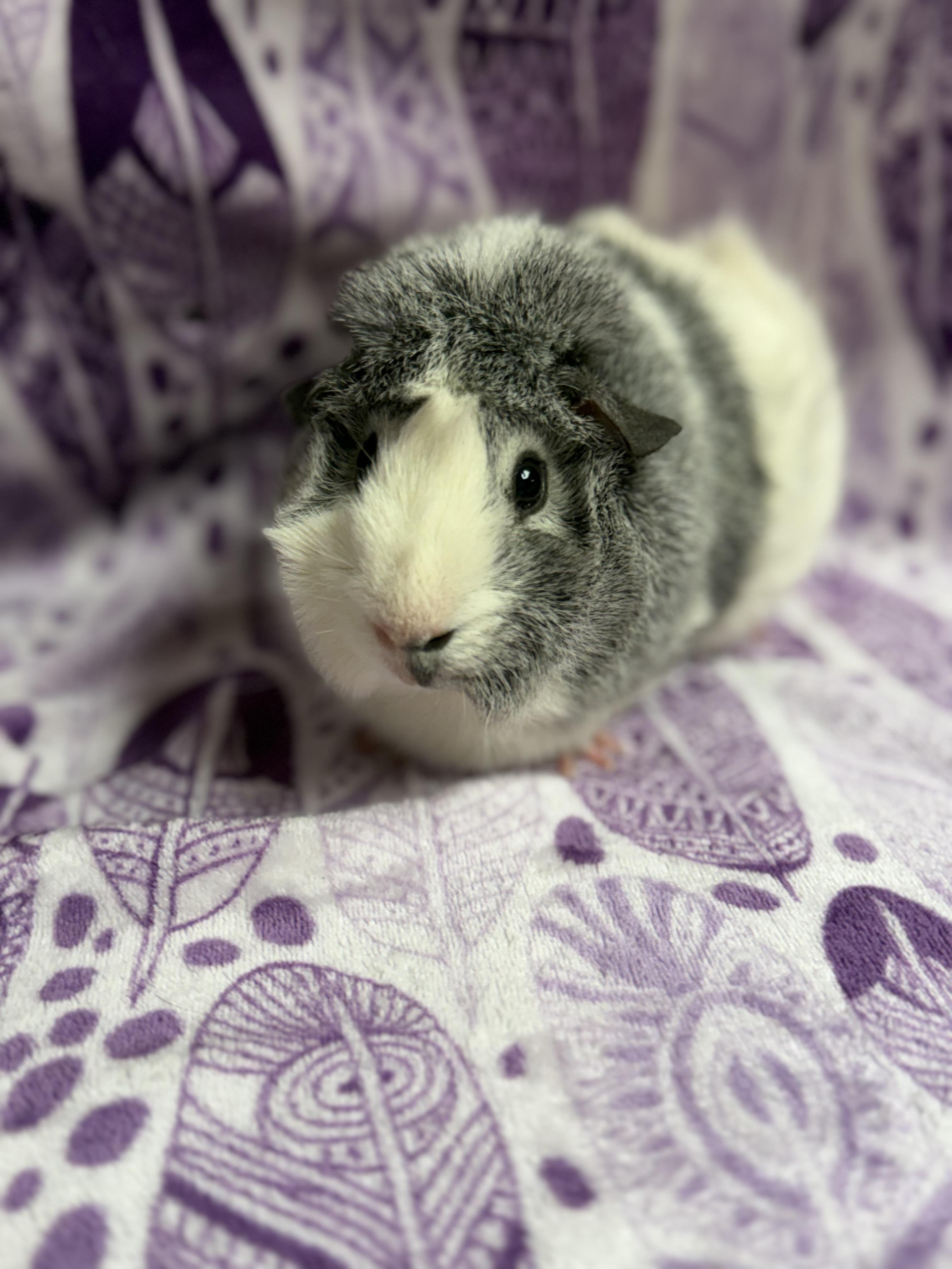 Enlarge Bea, an adopted mixed breed in Edinburg, PA image 4/5