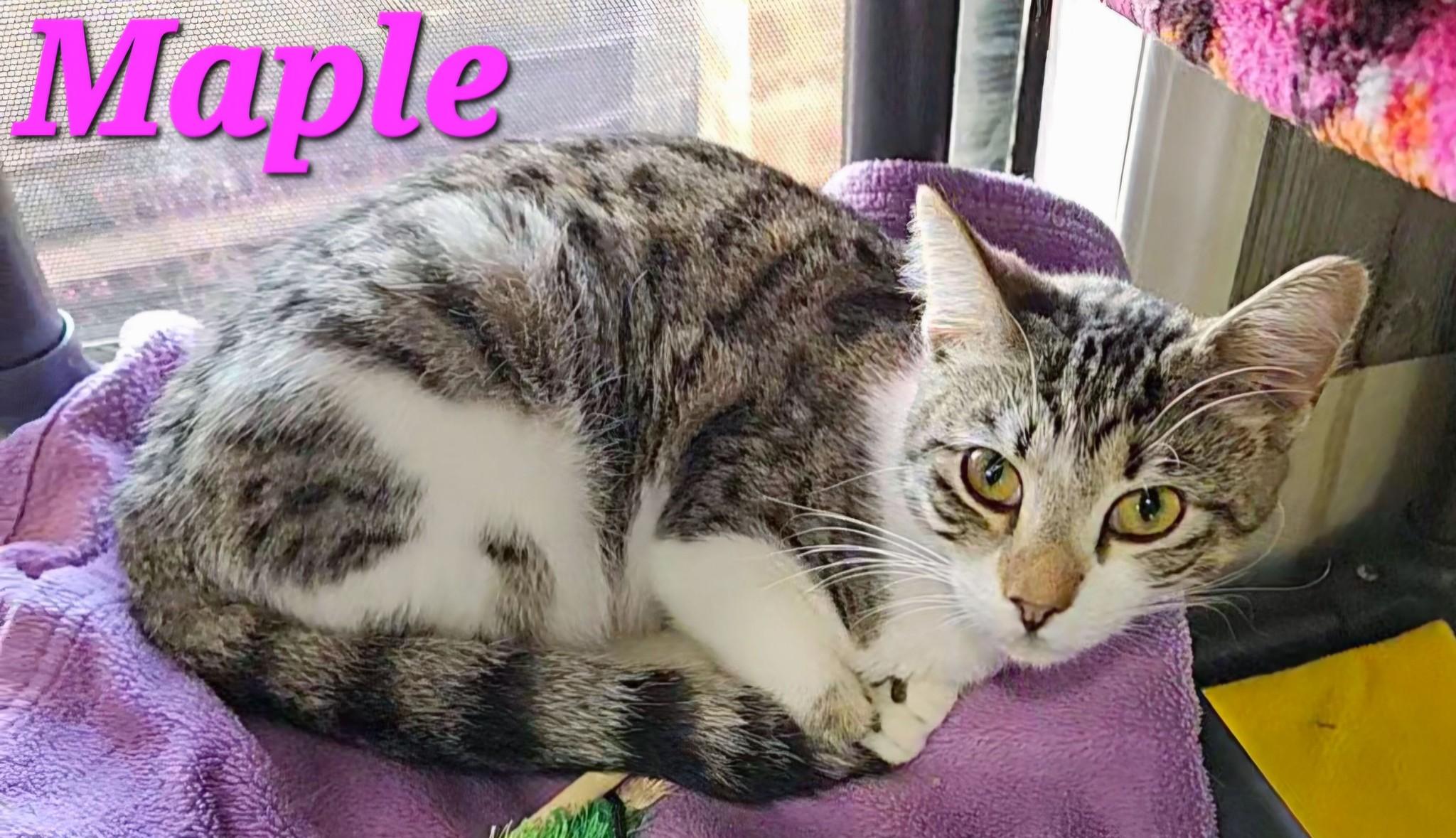 Maple, Young Female Domestic Short Hair