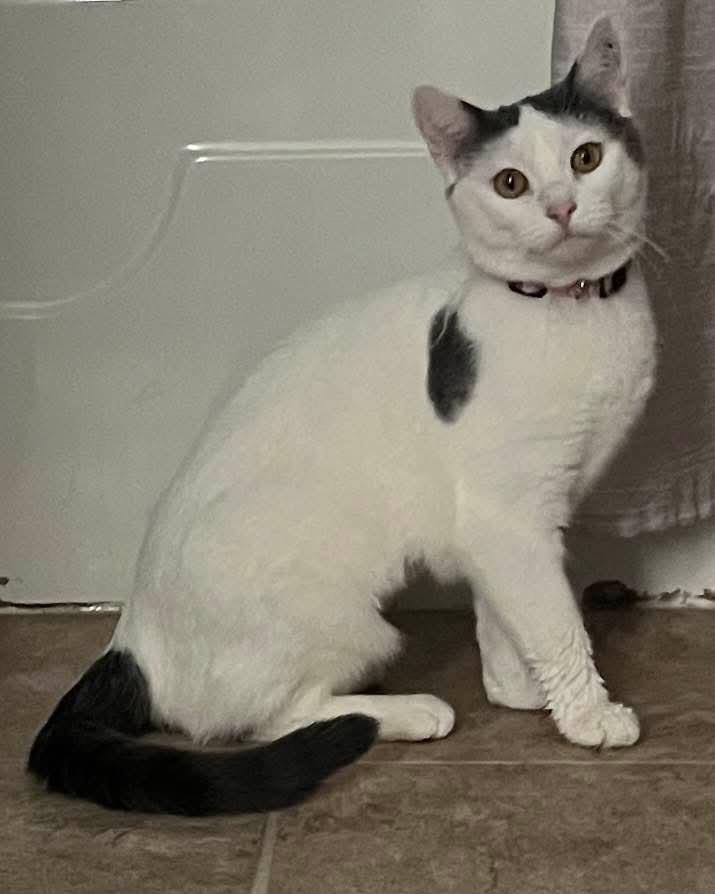 Pita, Young Female Domestic Short Hair