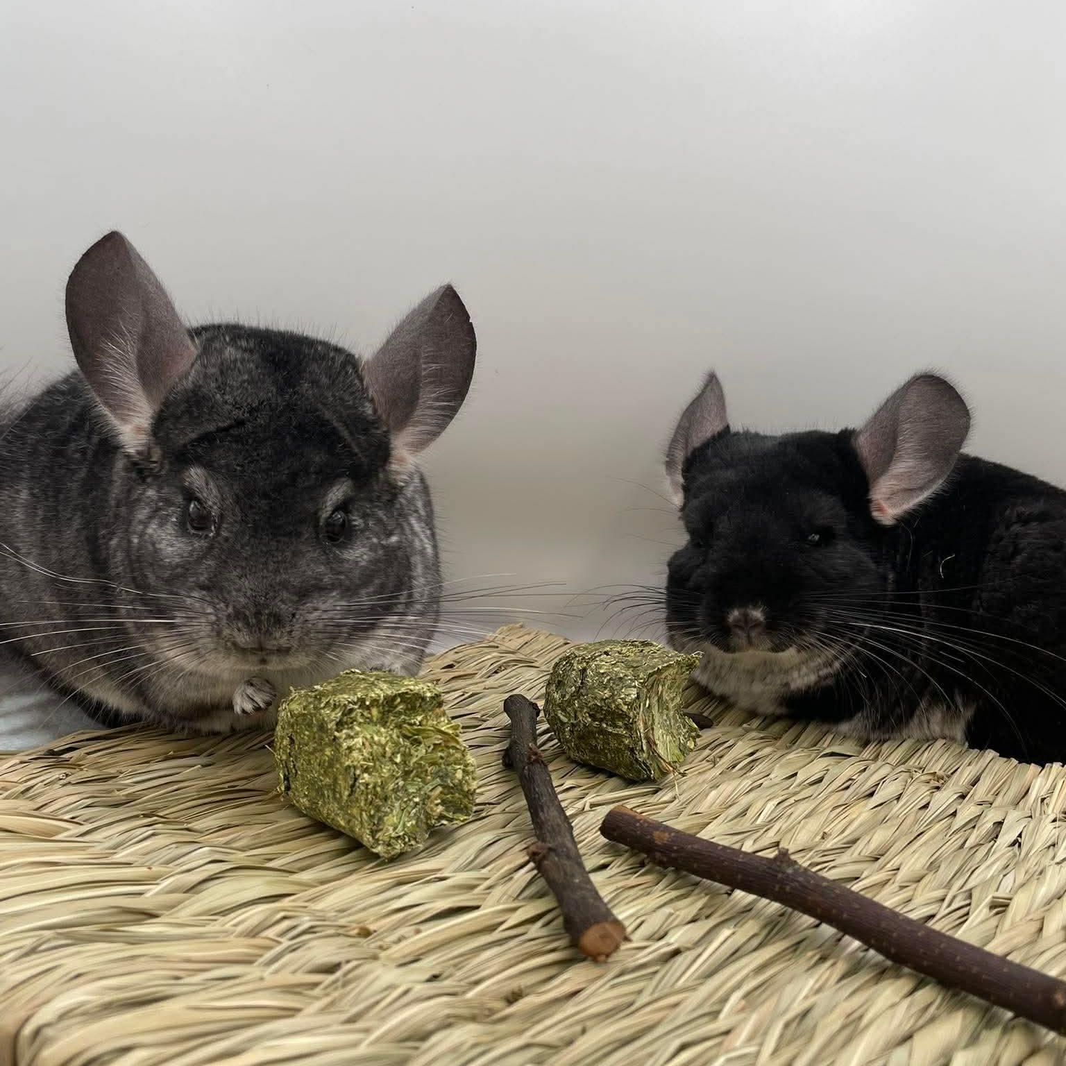 Enlarge Fred & George, a ADOPTABLE Chinchilla in Springfield, OR image 2/2