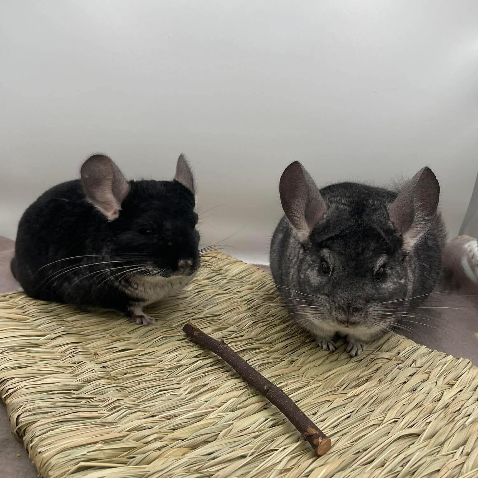 Fred & George, ADOPTABLE, Adult Male Chinchilla.