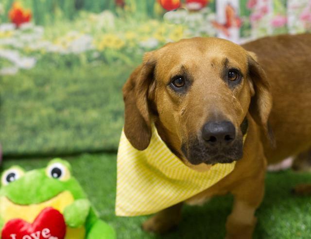 Manicotti, Adoptable, Puppy Male Basset Hound.