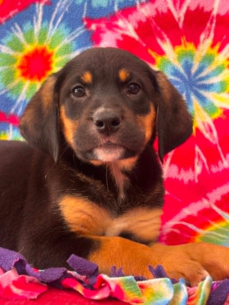 Fillip, Adoptable, Puppy Male Labrador Retriever.