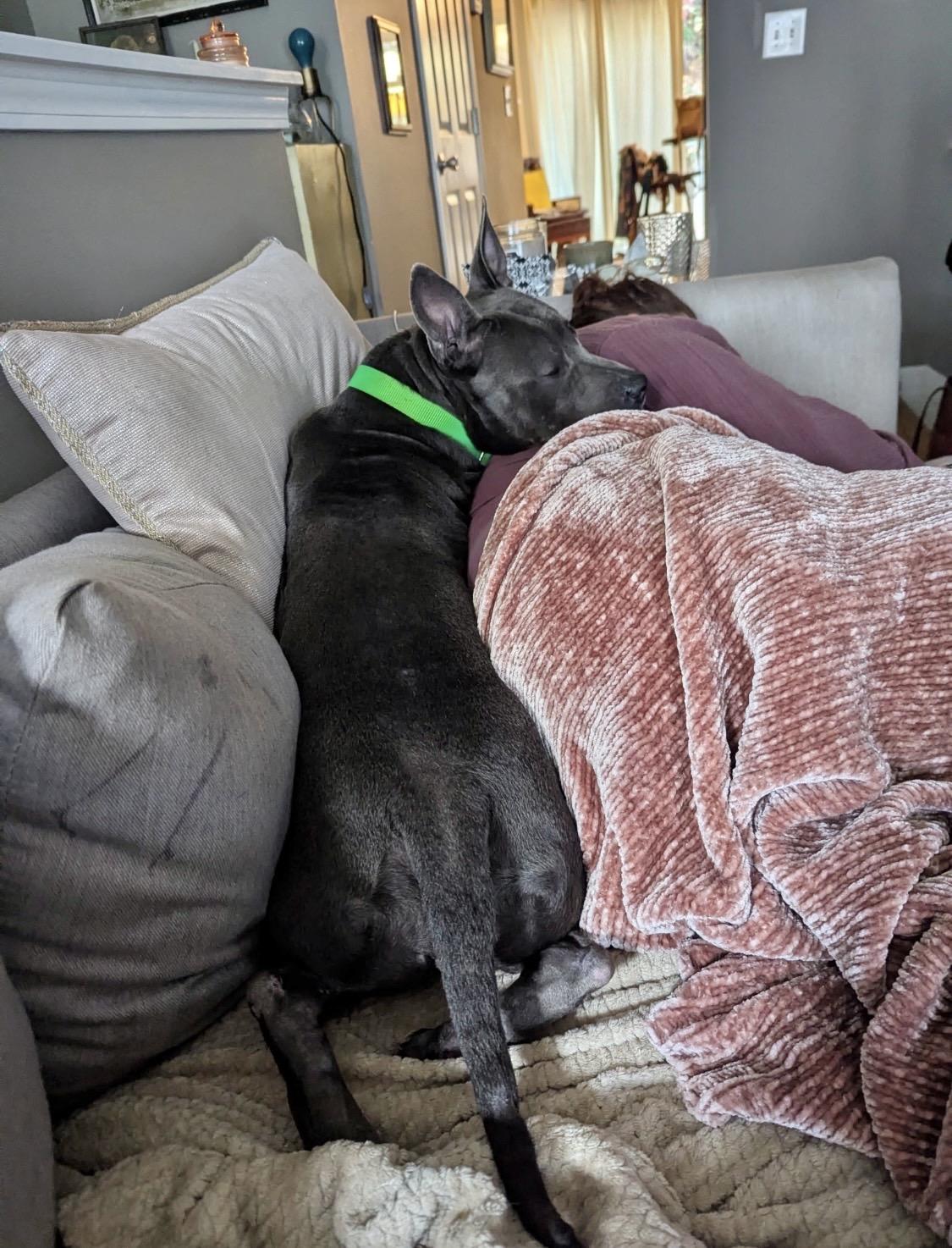 Enlarge Cranberry , a ADOPTABLE mixed breed in atlanta, GA image 3/6