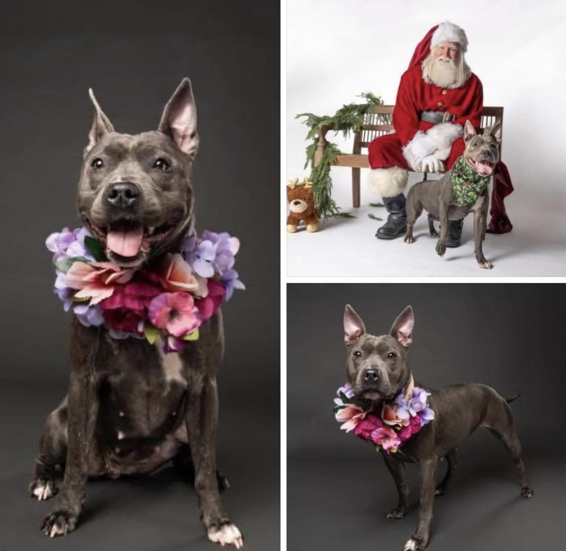 Cranberry , ADOPTABLE, Young Female Mixed Breed & Pit Bull Terrier.