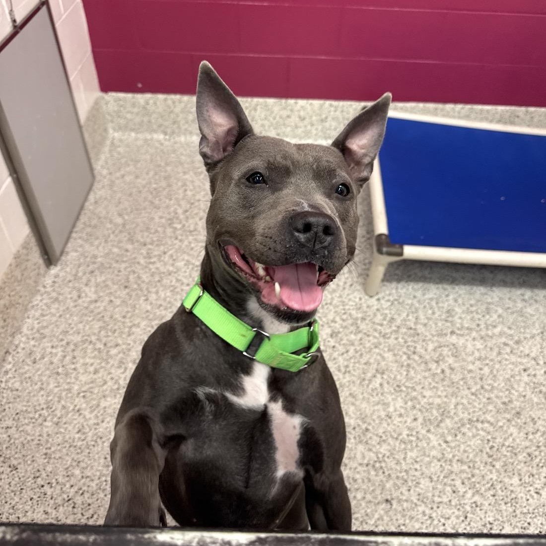 Enlarge Cranberry , a ADOPTABLE mixed breed in atlanta, GA image 1/6