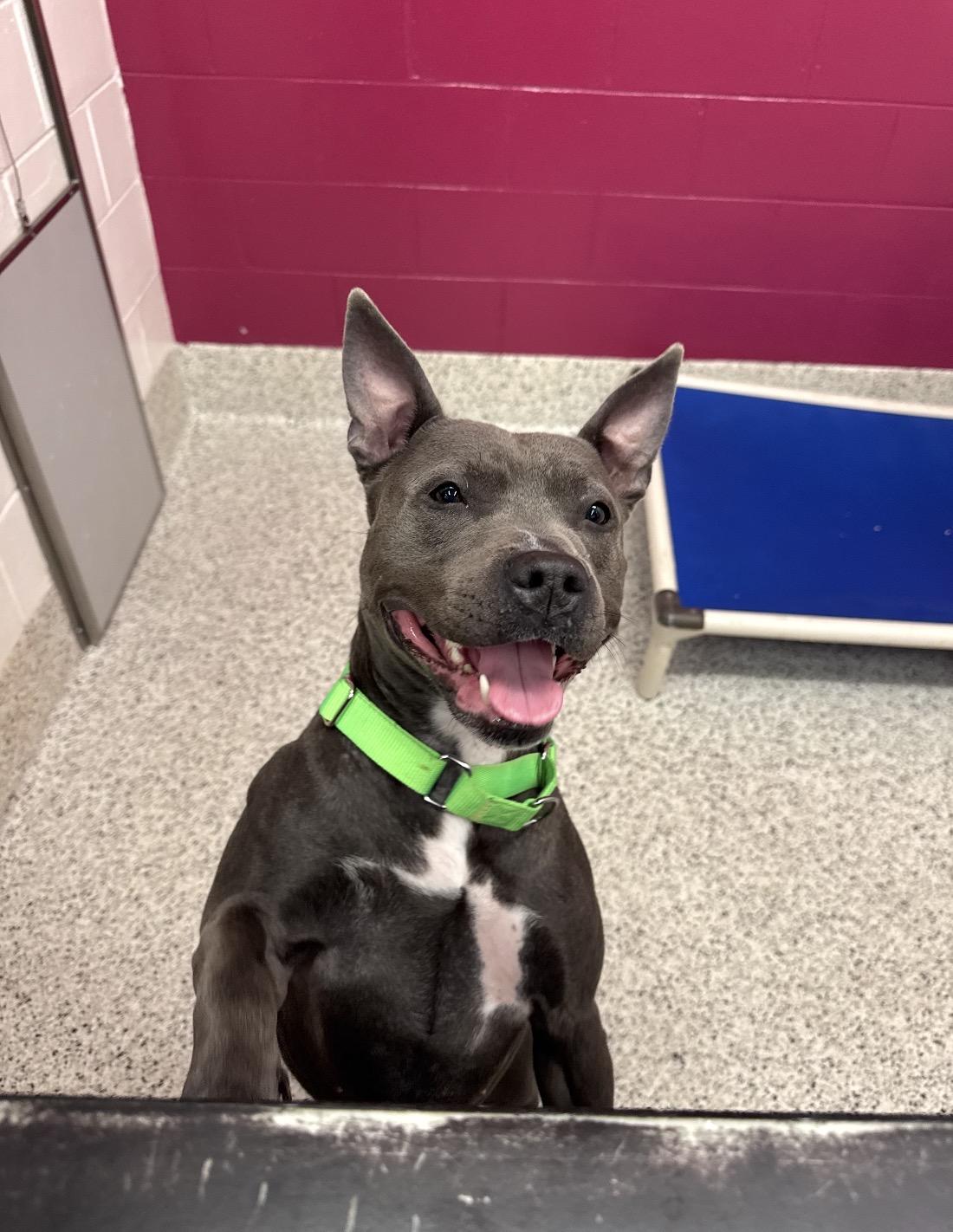 Enlarge Cranberry , a ADOPTABLE mixed breed in atlanta, GA image 2/6