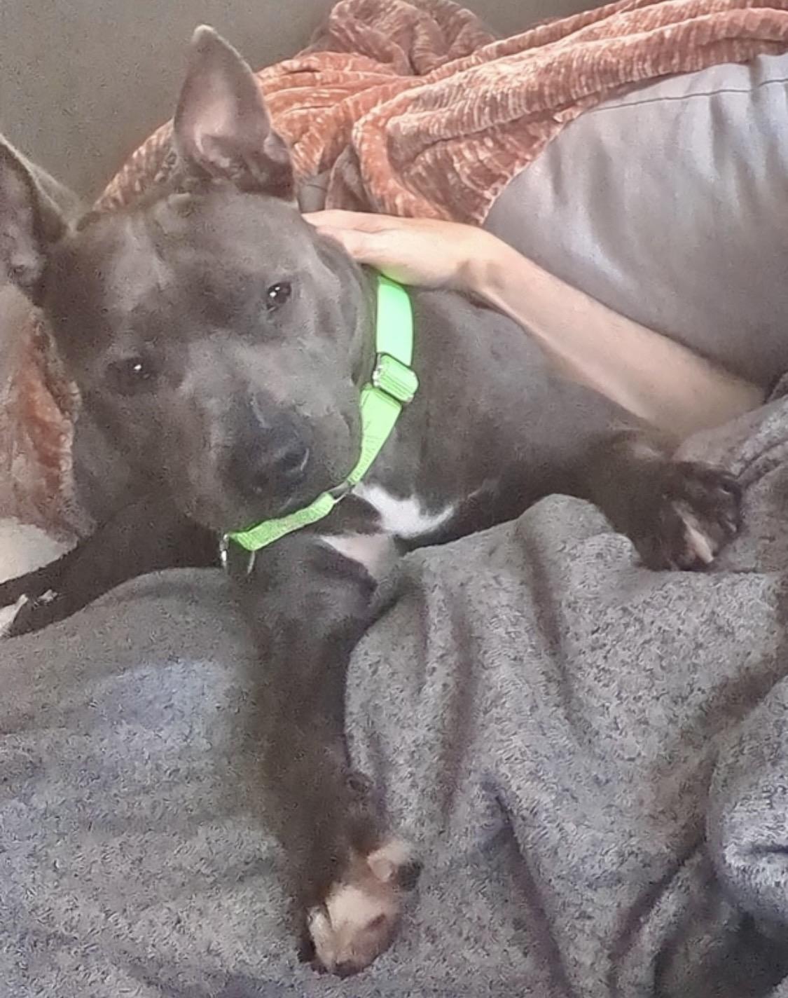 Enlarge Cranberry , a ADOPTABLE mixed breed in atlanta, GA image 4/6