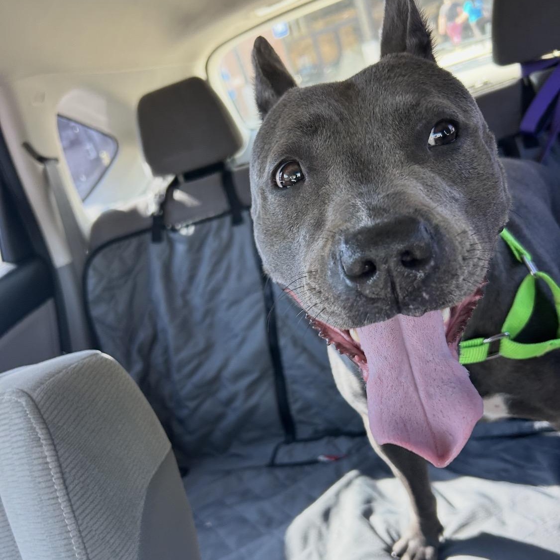 Enlarge Cranberry , a ADOPTABLE mixed breed in atlanta, GA image 2/6