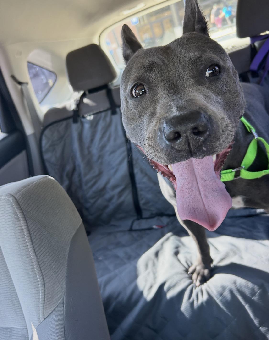 Enlarge Cranberry , a ADOPTABLE mixed breed in atlanta, GA image 6/6