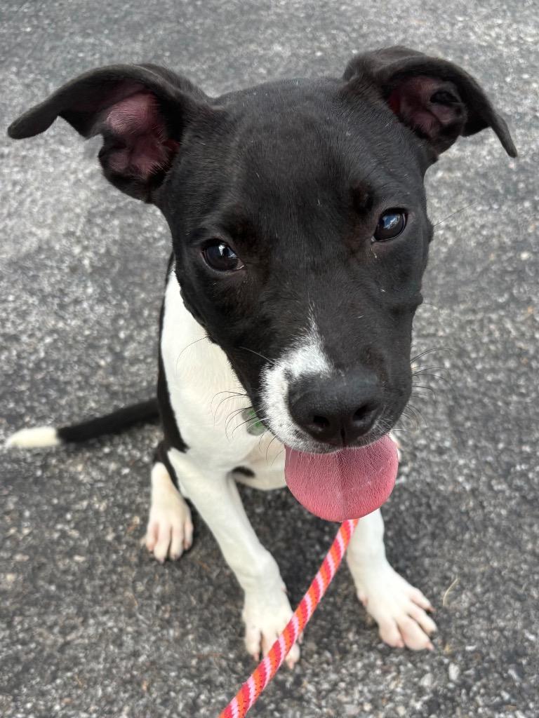 Micah, Adoptable, Puppy Male Terrier.