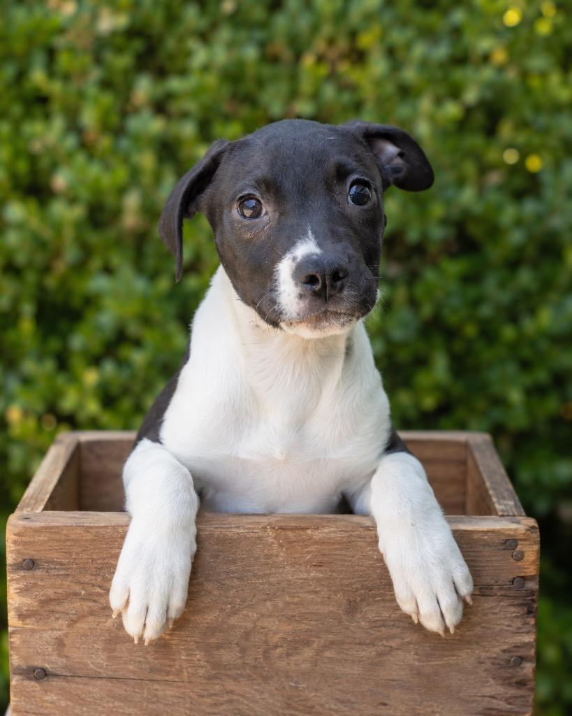 Enlarge Micah, a Adoptable mixed breed in North Syracuse, NY image 2/6