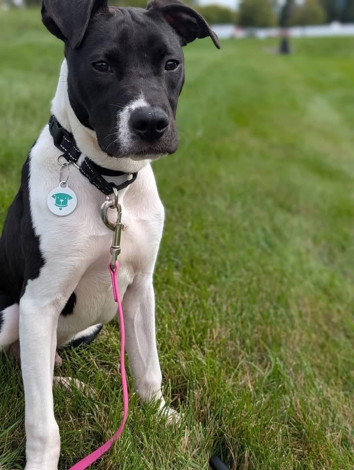Enlarge Micah, a Adoptable mixed breed in North Syracuse, NY image 3/6