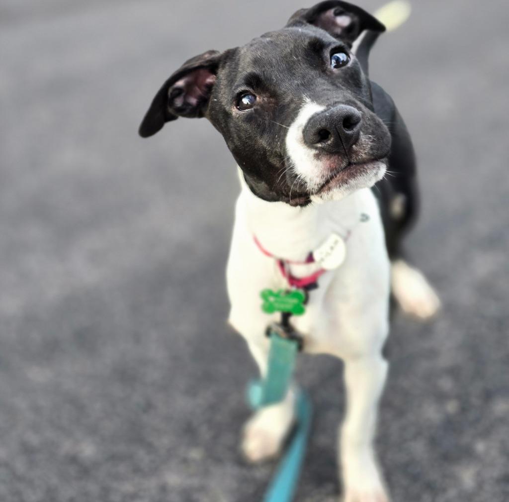 Enlarge Micah, a Adoptable mixed breed in North Syracuse, NY image 3/6