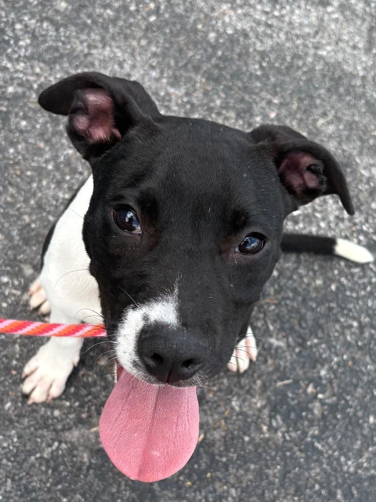 Enlarge Micah, a Adoptable mixed breed in North Syracuse, NY image 4/6