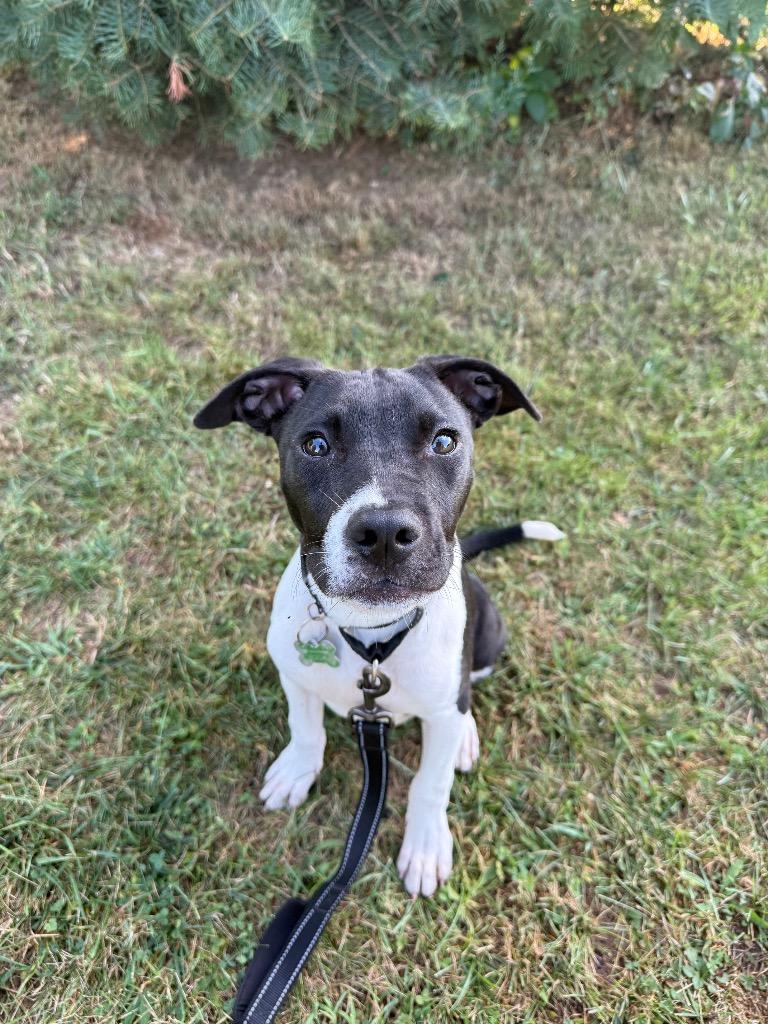 Enlarge Micah, a Adoptable mixed breed in North Syracuse, NY image 5/6