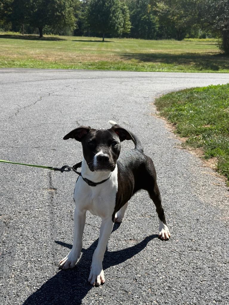 Enlarge Micah, a Adoptable mixed breed in North Syracuse, NY image 6/6