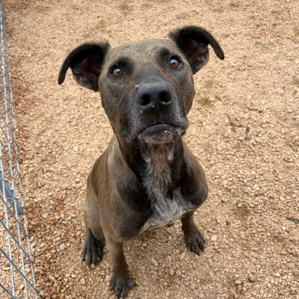 Mango KCAC #612.26, a Adoptable Mixed Breed in Kerrville, TX image 2/5