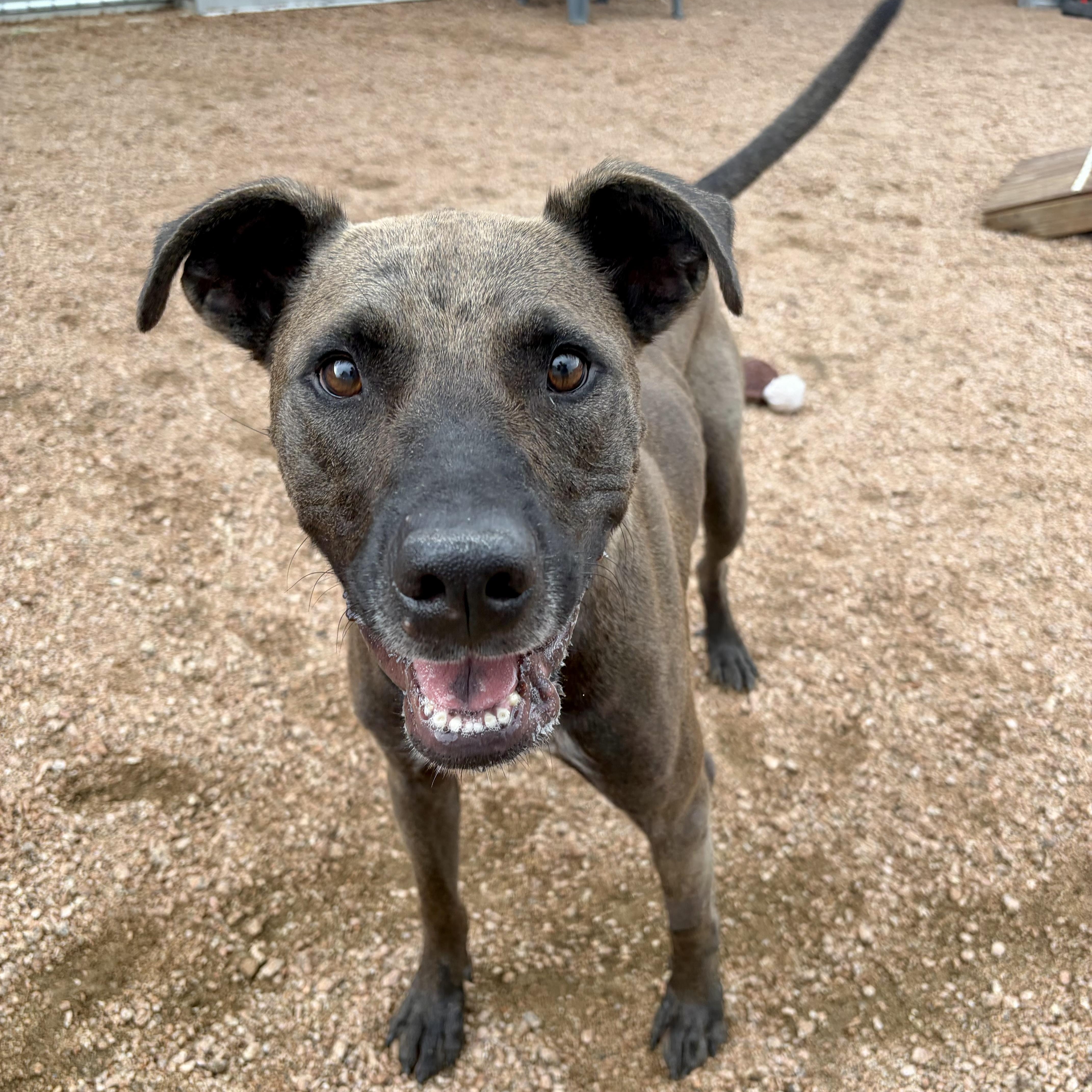 Mango KCAC #612.26, Adoptable, Adult Male Mixed Breed.
