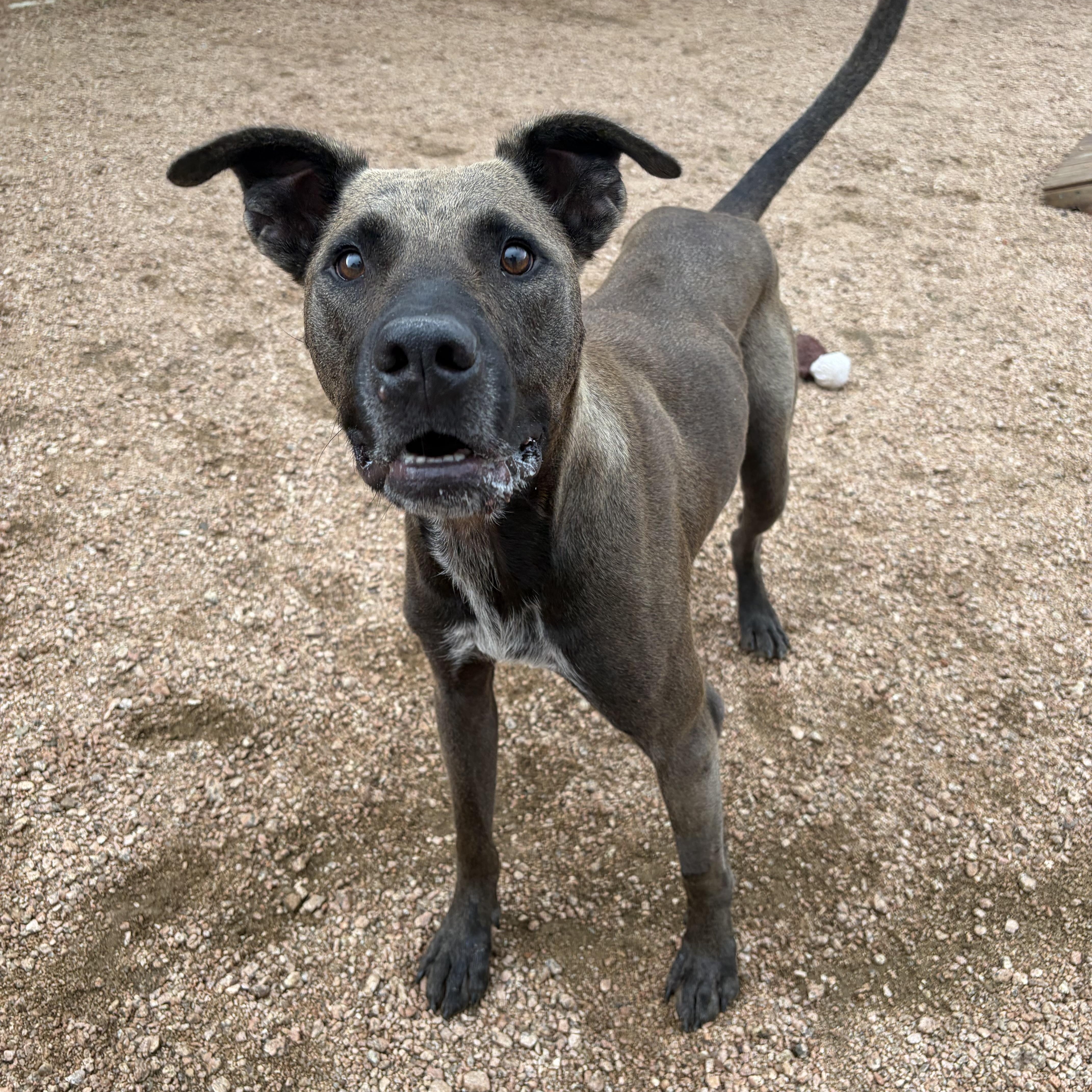 Mango KCAC #612.26, a Adoptable Mixed Breed in Kerrville, TX image 5/5