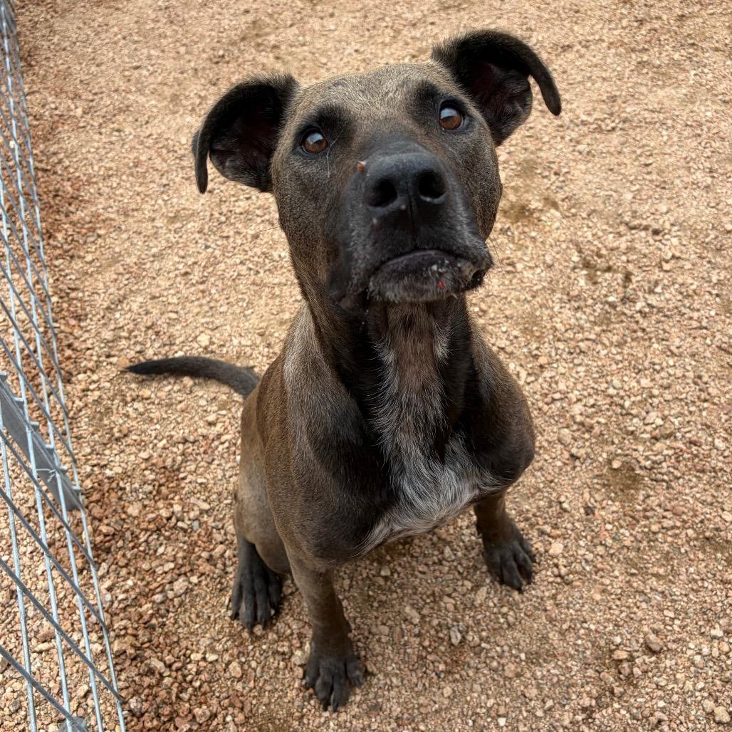 Mango KCAC #612.26, a Adoptable Mixed Breed in Kerrville, TX image 4/5