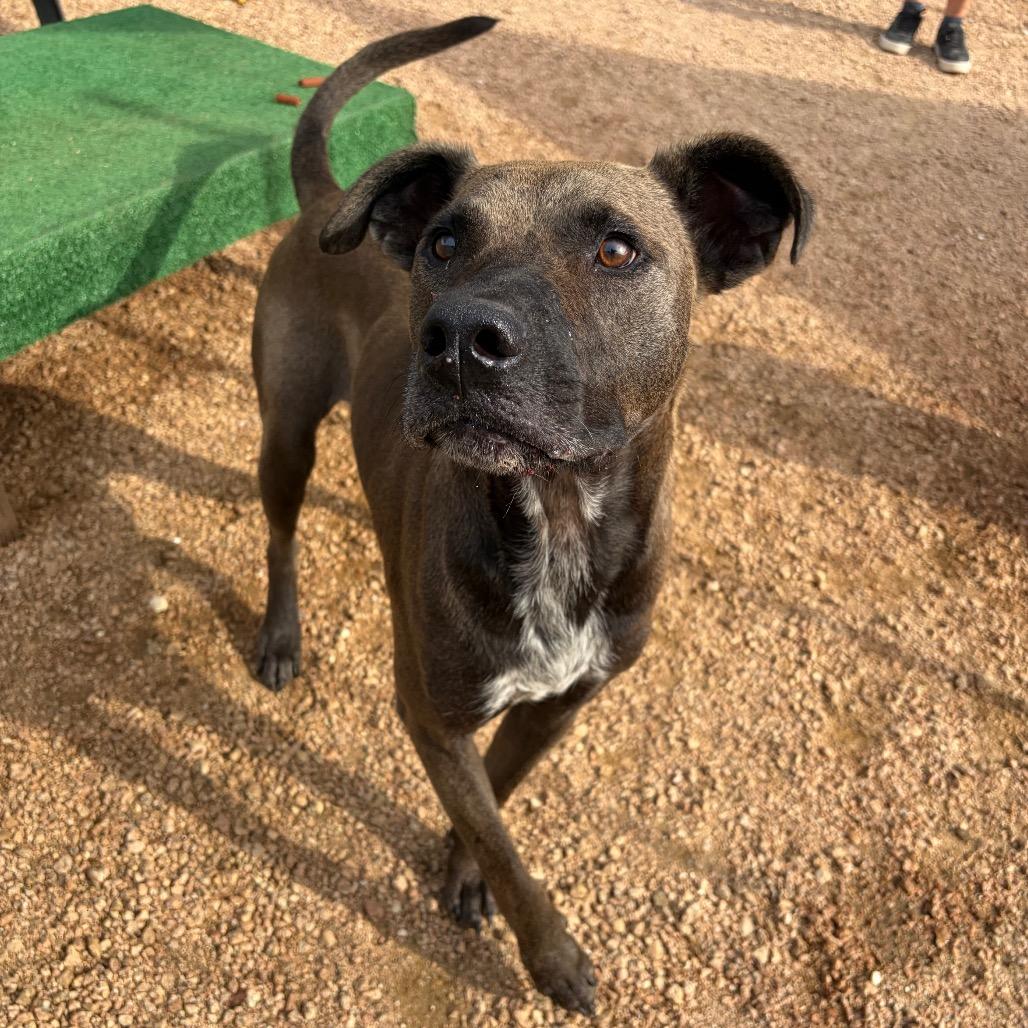 Mango KCAC #612.26, a Adoptable Mixed Breed in Kerrville, TX image 3/5