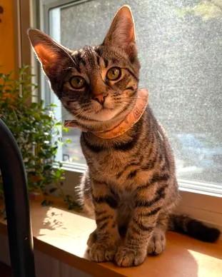 Enlarge Coco, an adopted mixed breed in Chertsey, QC image 2/6