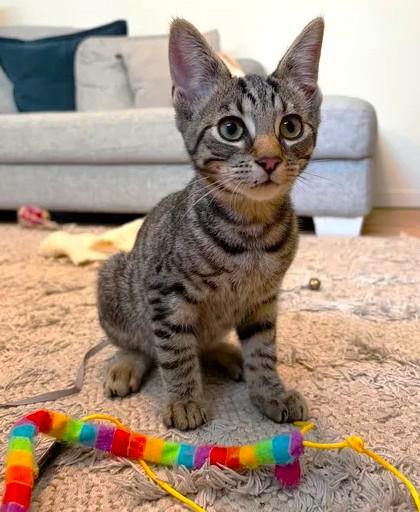 Enlarge Coco, an adopted mixed breed in Chertsey, QC image 5/6