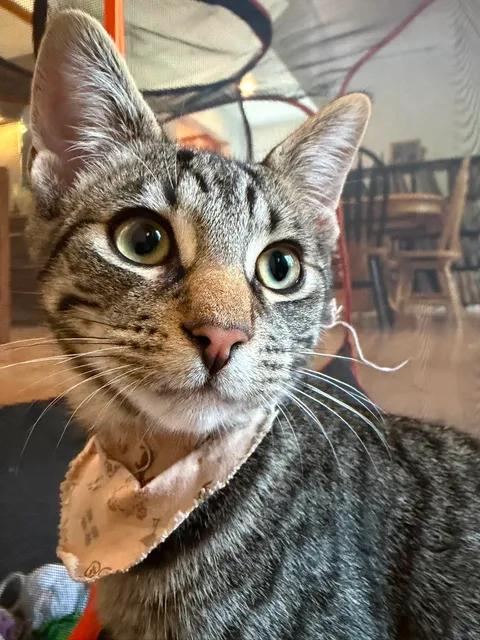 Coco, adopted, Kitten Male Domestic Short Hair & Tabby.