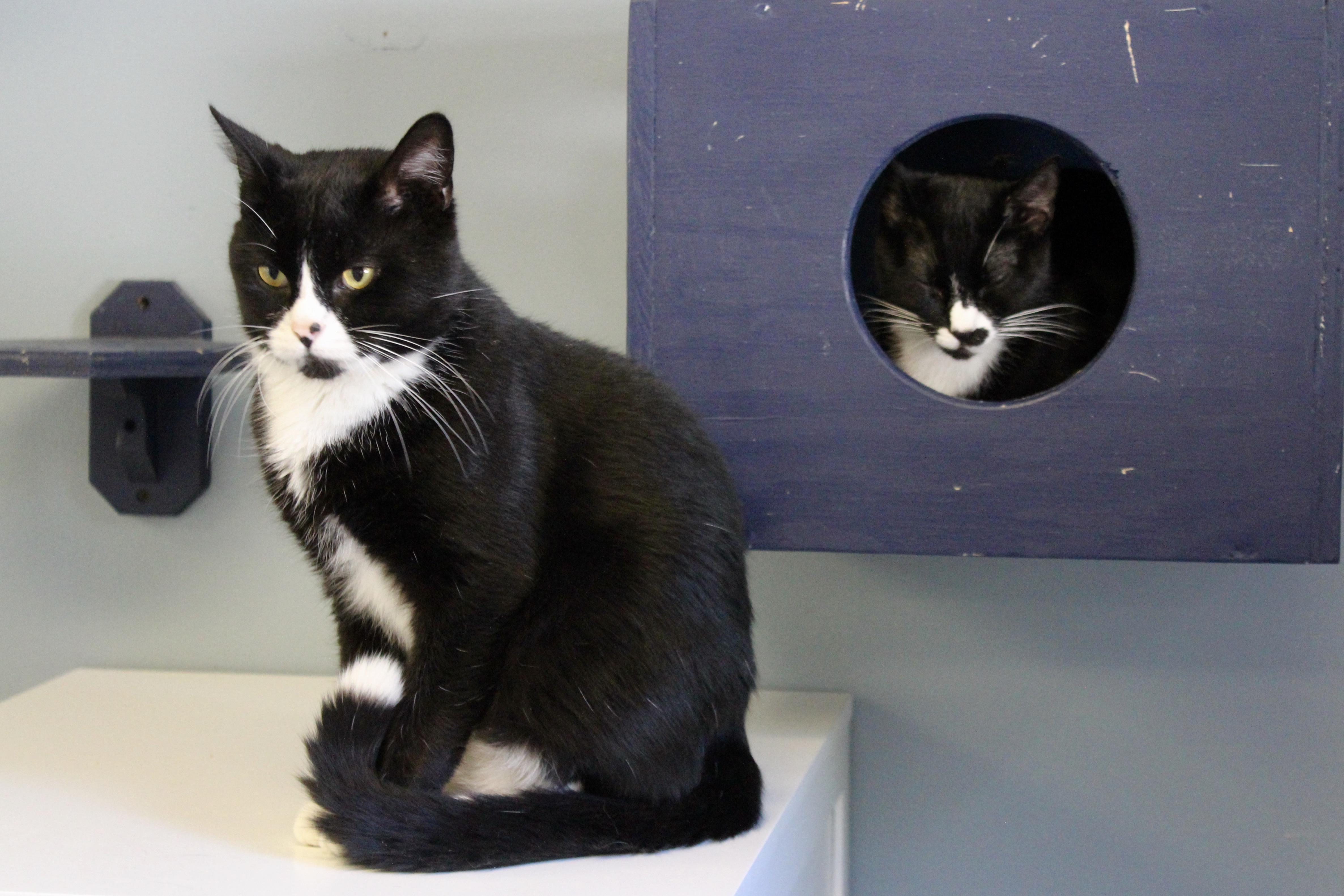Enlarge DIPSY, an adoptable Domestic Short Hair in Brazil, IN image 3/5