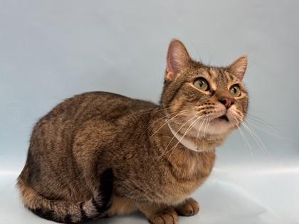 Buttercup, a Adoptable Domestic Short Hair in Woodbury, MN image 1/3