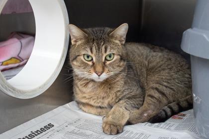 Buttercup, a Adoptable Domestic Short Hair in Woodbury, MN image 3/3