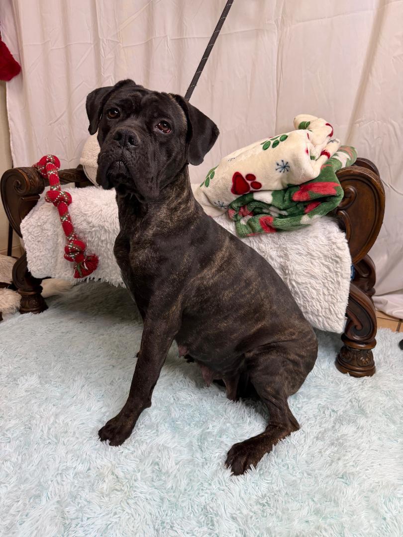 Ariah, Adoptable, Young Female Cane Corso.