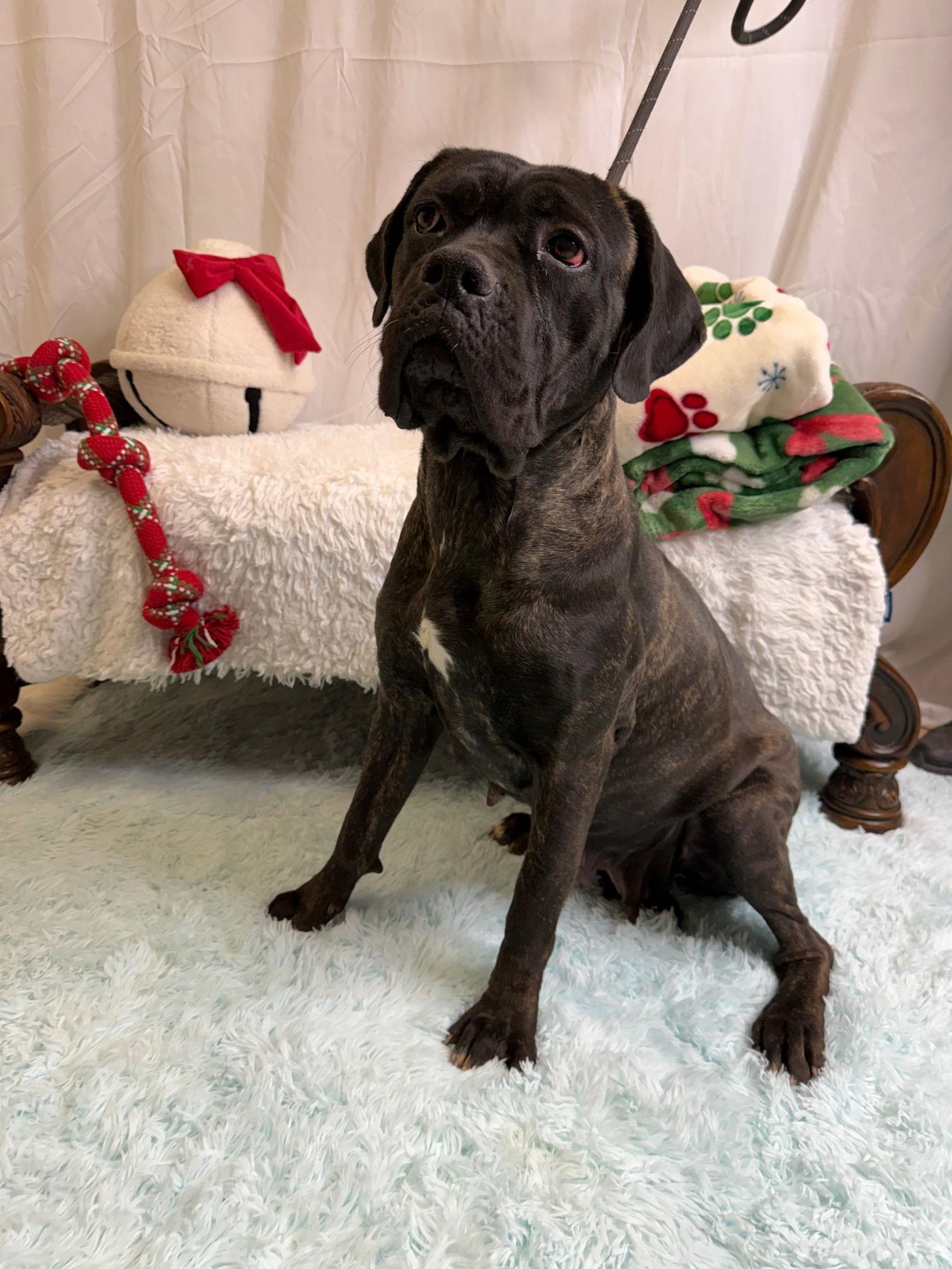 Ariah, a Adoptable Cane Corso in Glendale, AZ image 2/3