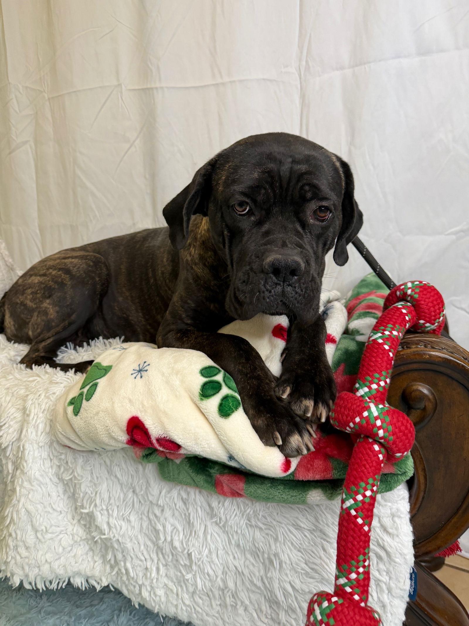 Ariah, a Adoptable Cane Corso in Glendale, AZ image 3/3