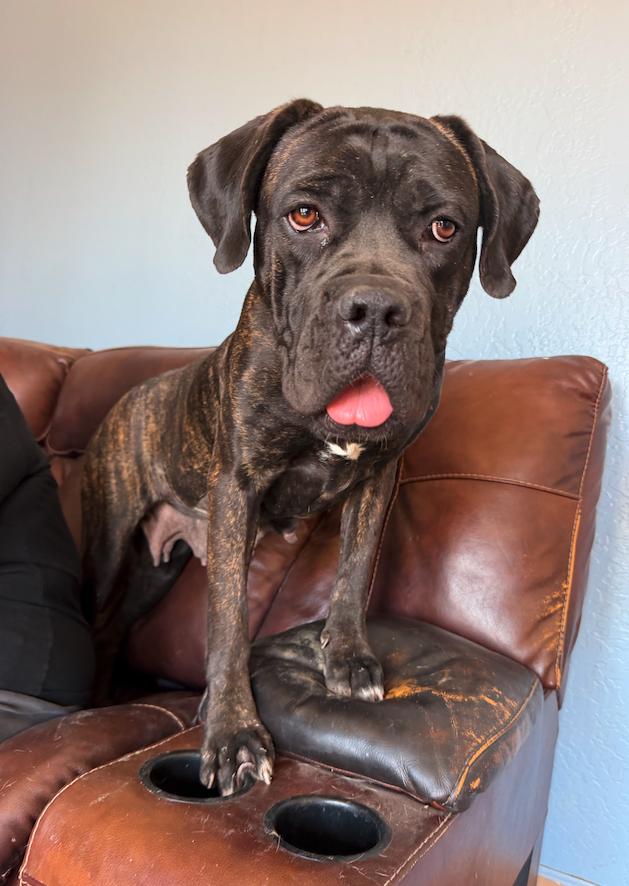 Enlarge Ariah - ADOPTION PENDING, a Adoptable Cane Corso in Glendale, AZ image 3/3