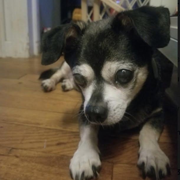Enlarge Shadow, a Adoptable Chihuahua in Rockville, MD image 5/5
