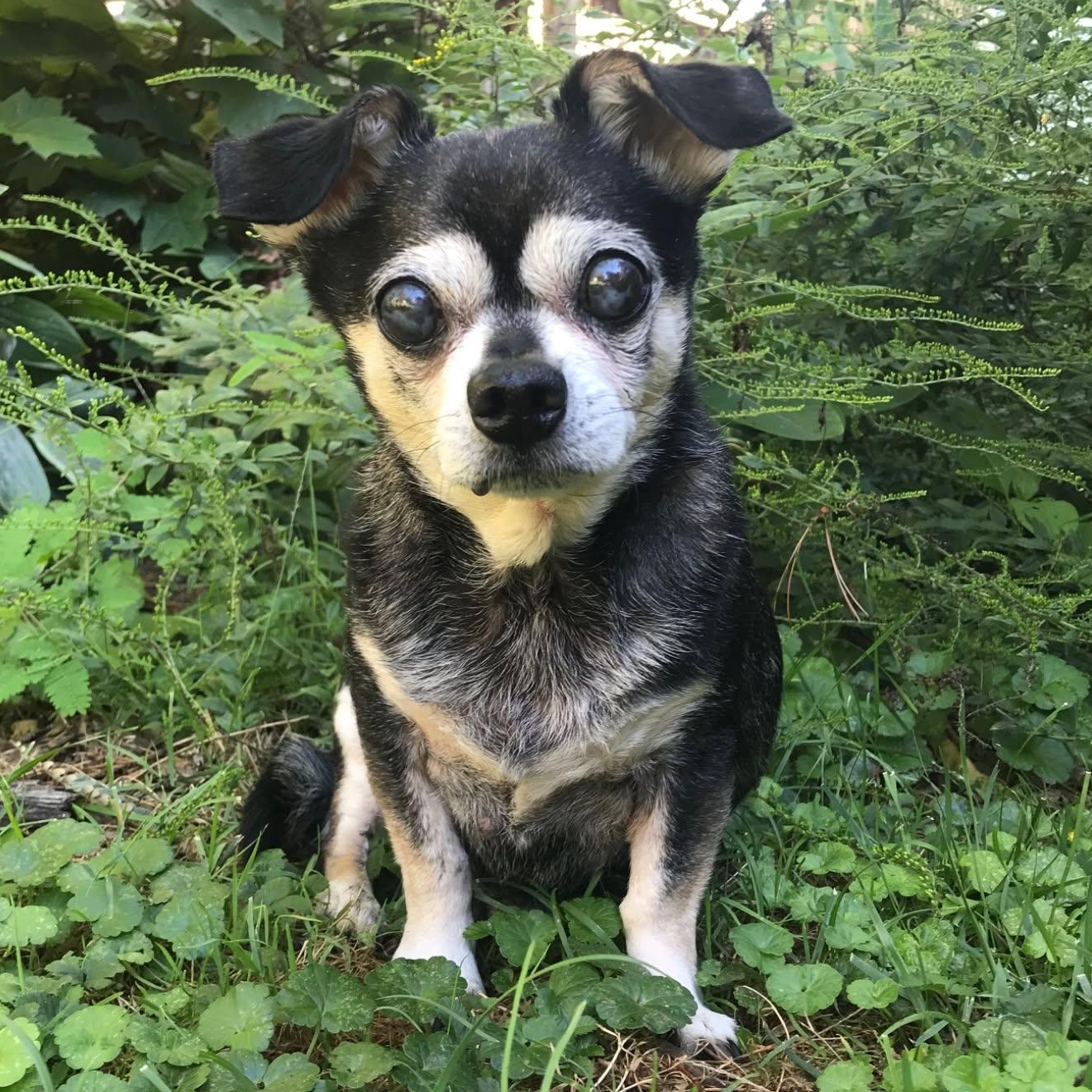 Shadow, Adoptable, Senior Male Chihuahua.