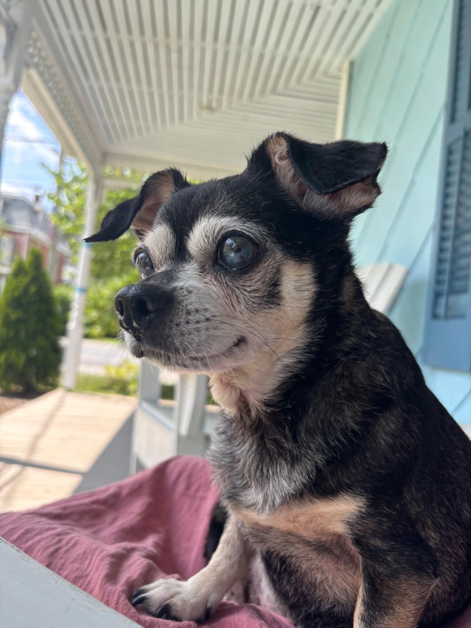 Enlarge Shadow, a Adoptable Chihuahua in Rockville, MD image 2/5